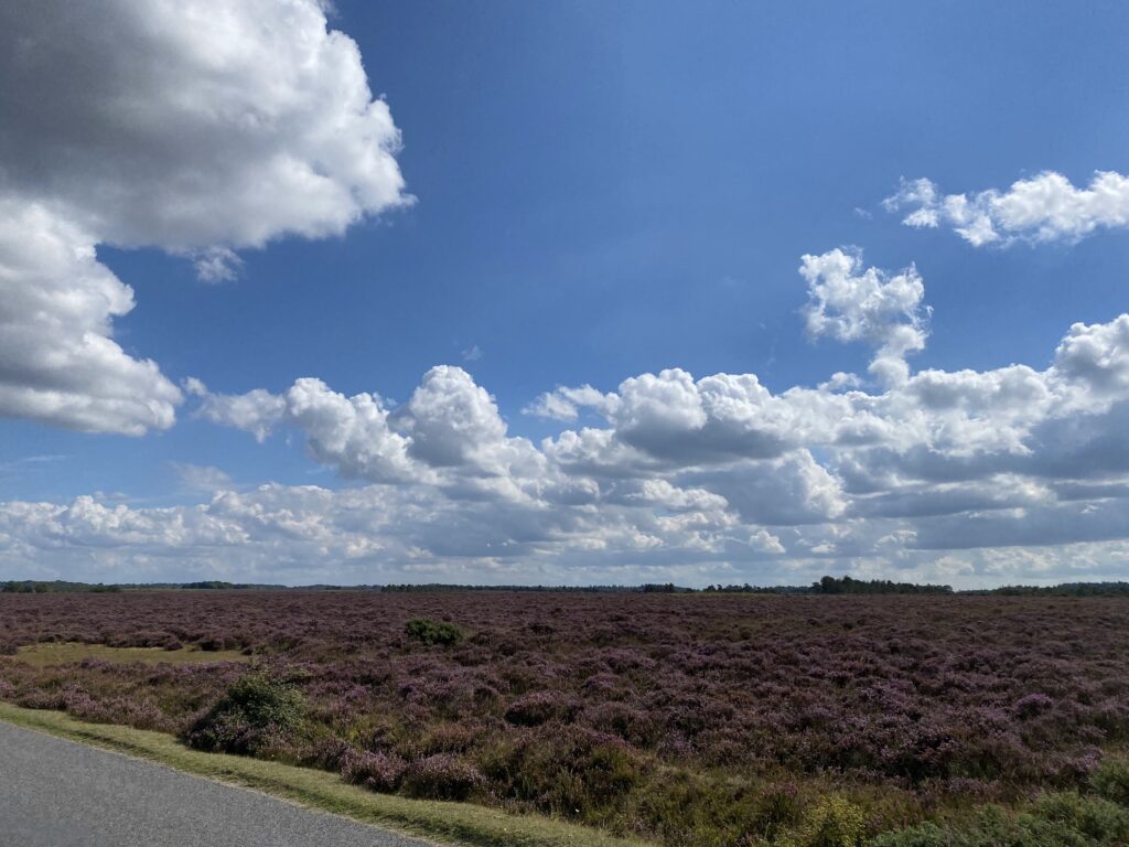 The New Forest - well more of a heath in this pic!