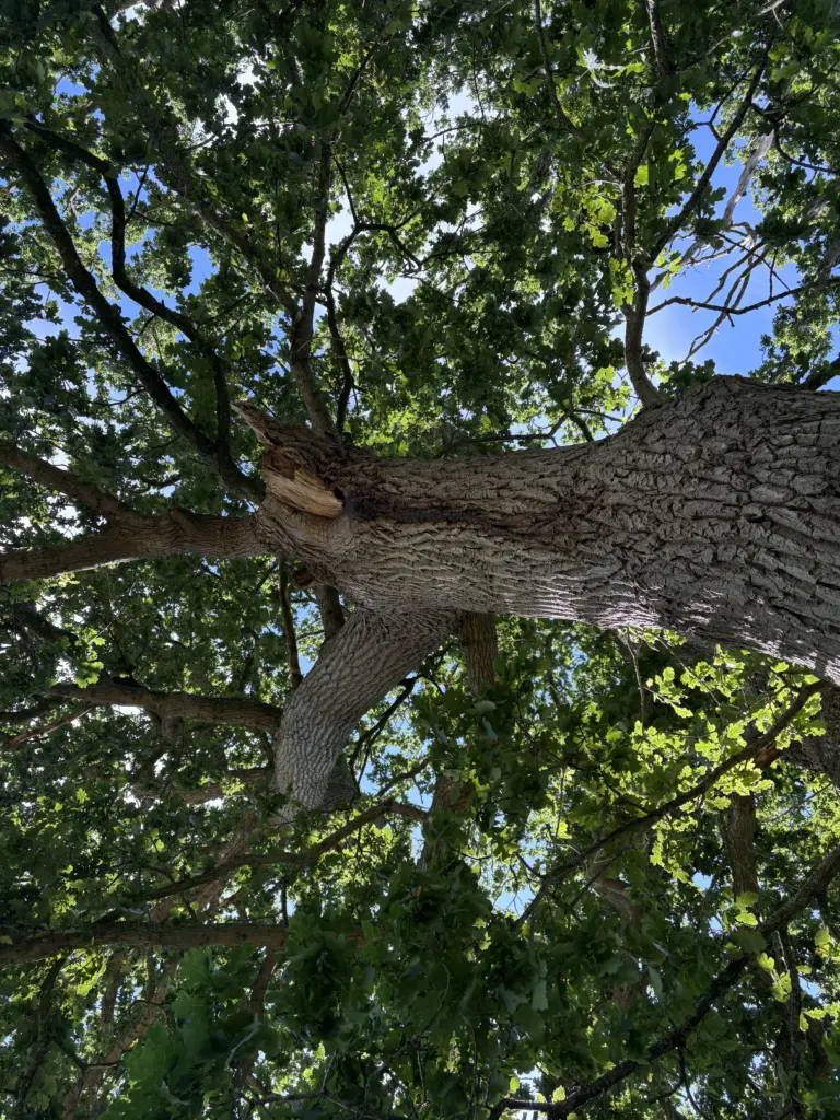 The View Of A Tree Looking Up